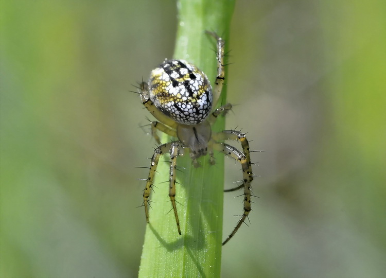 Minuscolo ragnetto - Mangora acalypha